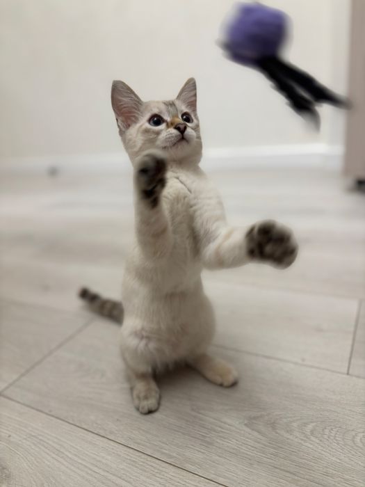 Отдам котенка в добрые руки