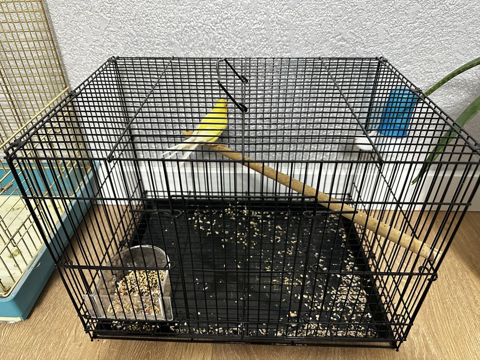 продам канарейку поет