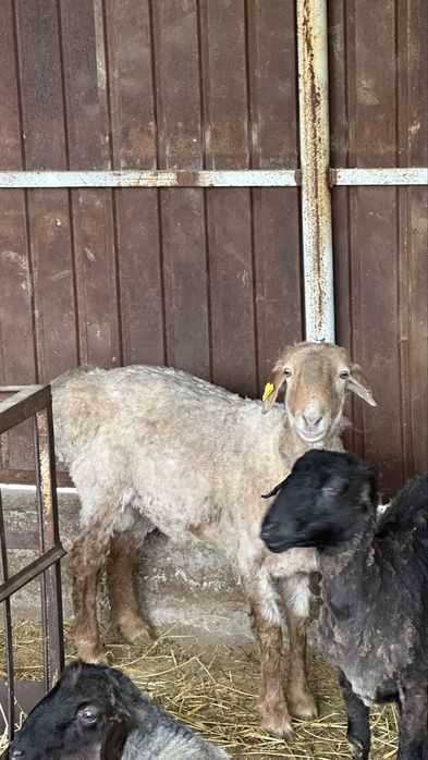 Қой қошқар сатылады