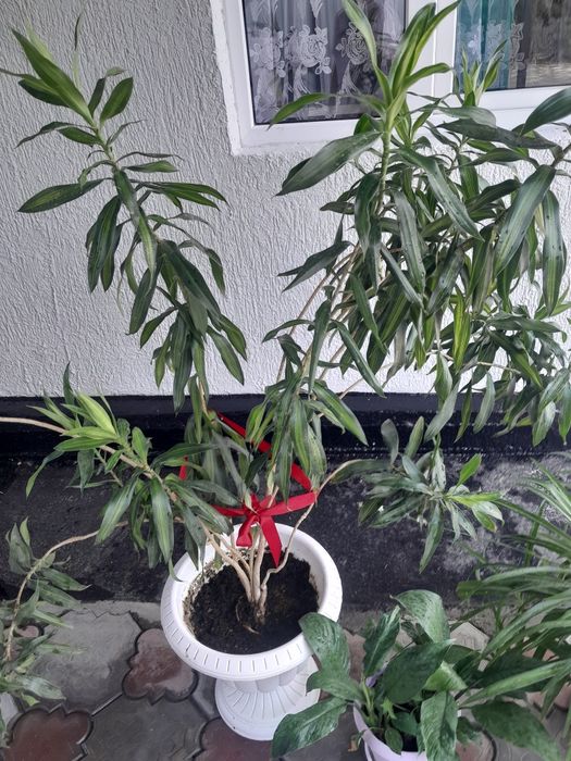 Продам комнатные цветы