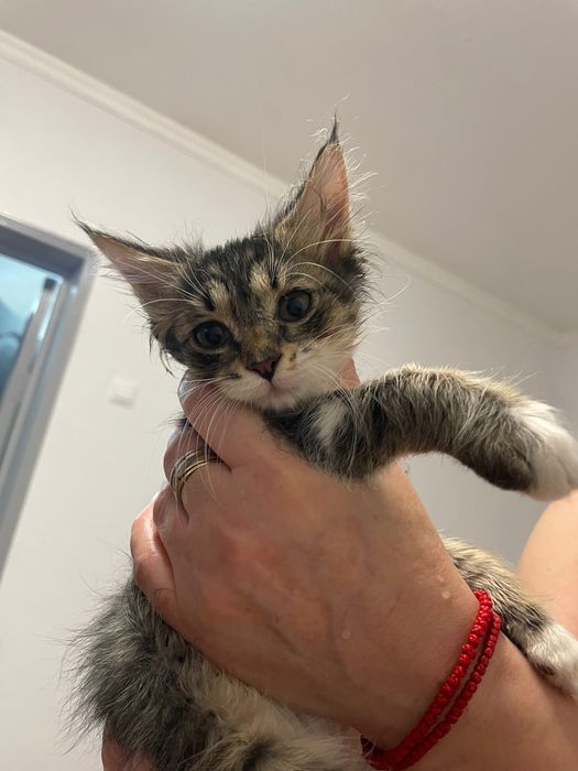 Котята бесплатно!