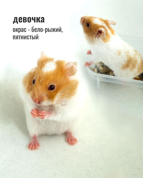 Хомячки сирийские