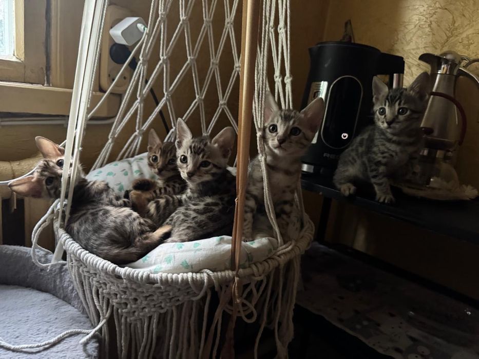 КИСИ! бенгальские котята