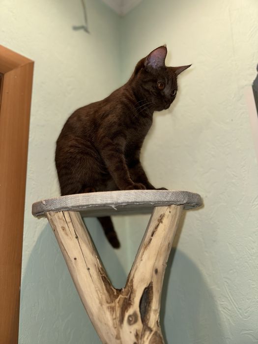 Британка прямоухая