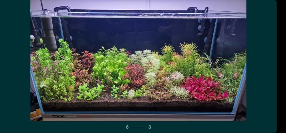 Pachete de plante pentru acvariu