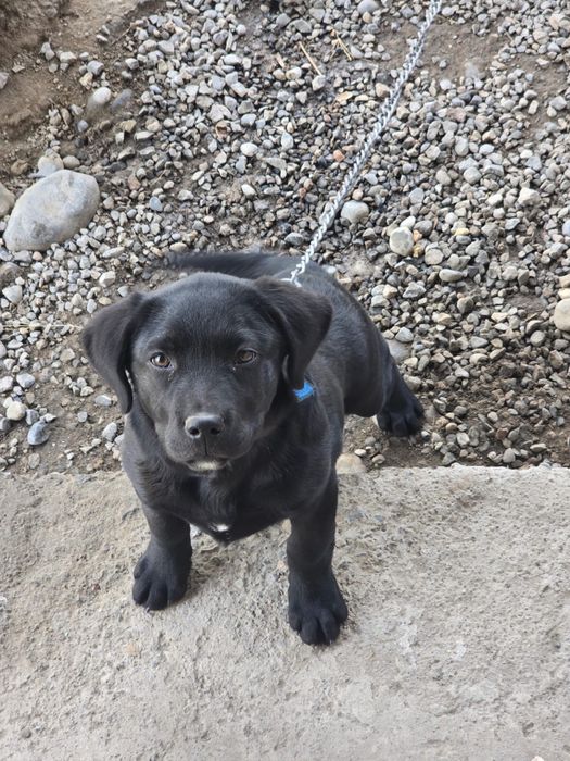 Собака Labrador..