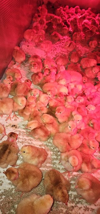 Цыплята Мастер грей