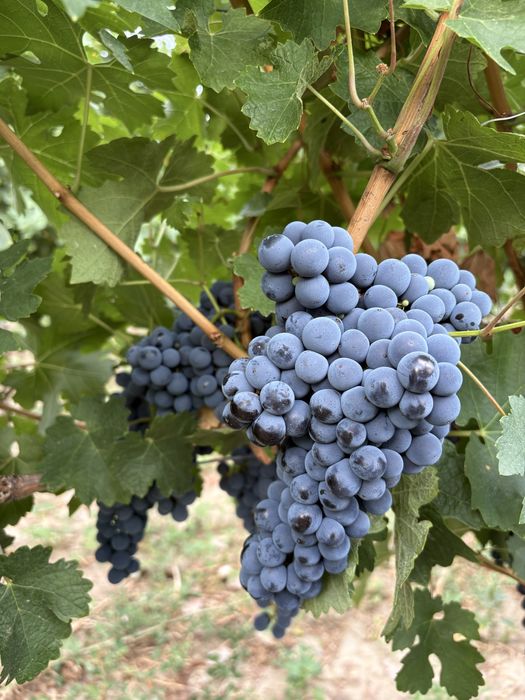 Struguri nobili de vin alb si rosii
