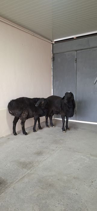 Qo‘zi qo‘chqorlar sotiladi.