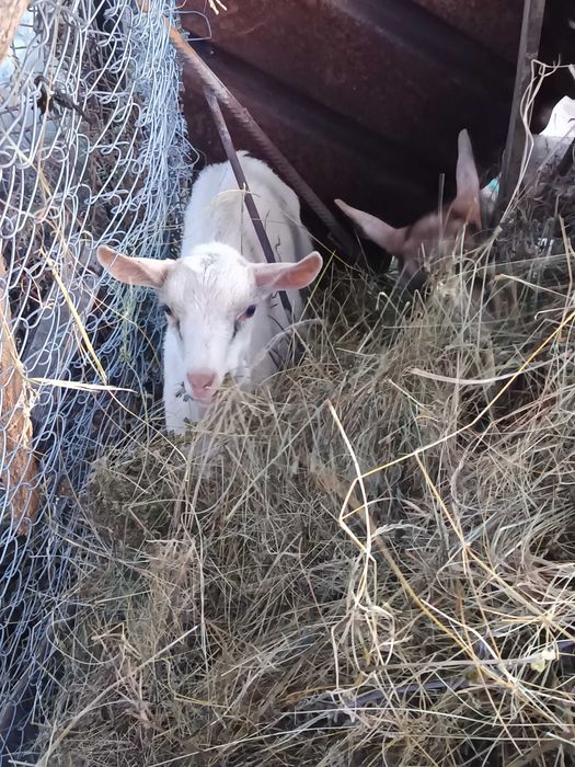 Capre, țapi și iezi de vânzare