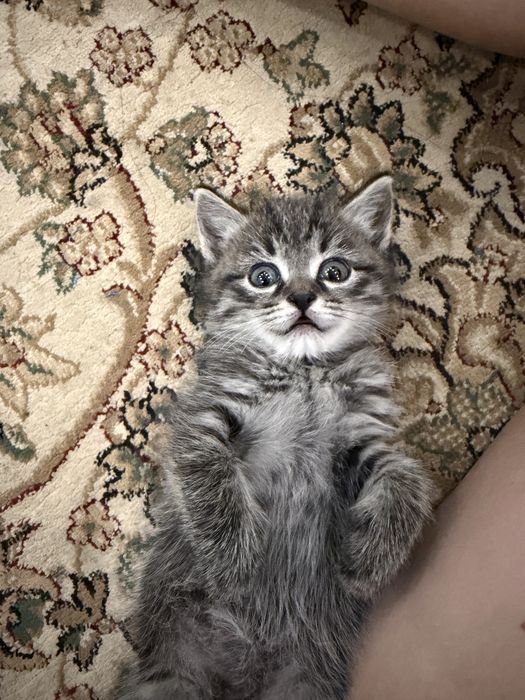 Отдам котенка бесплатно