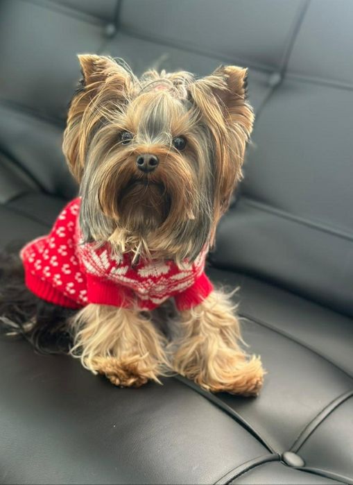 Вязка йоркширского терьера