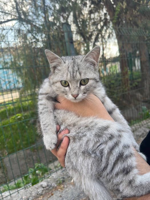 Mushuk sotiladi qiz bola salkam 4 oylik