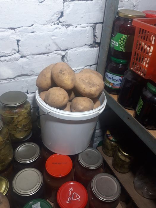 Продаю домашнюю картошку.