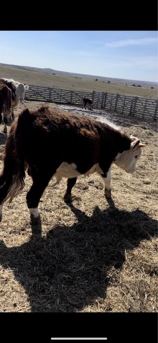 Ақбас бұқа сатылады