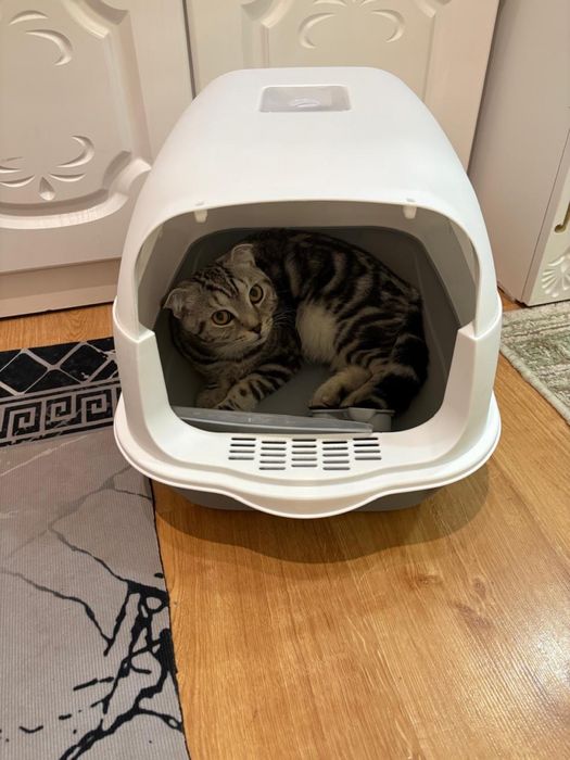 Кот породы скоттиш фолд