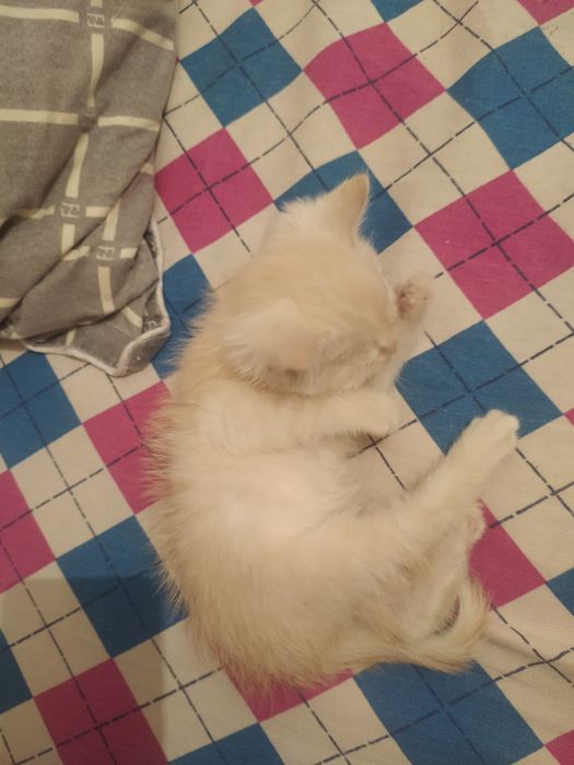 Кошка 1 месяц девочка