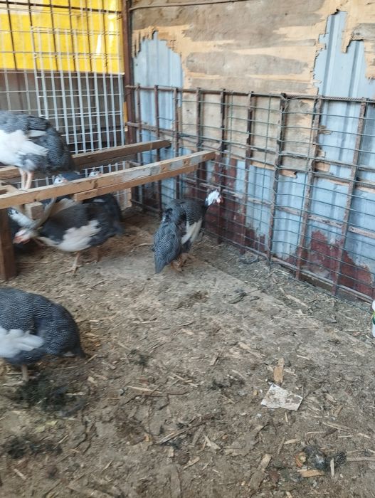 Продам цесарок от 7 месяцев