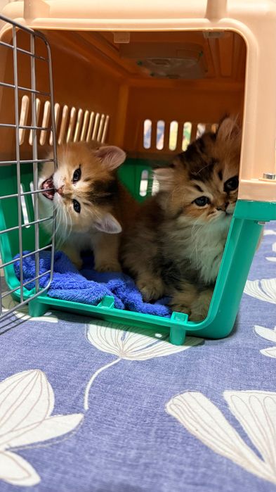 Британские котята