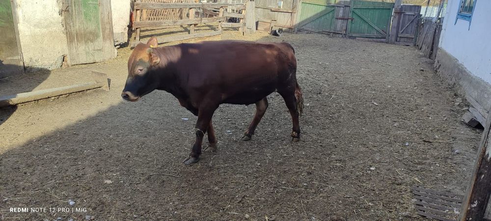 Продам быков с откорма