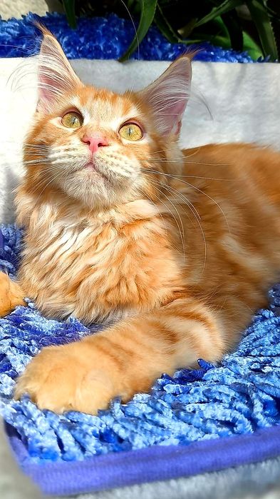 МЕЙН- КУНЫ ! ЦВЕТНЫЕ, Голубые- Мрамор- Дым и т.д.