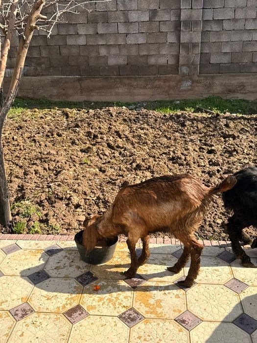 Битал    лақтары