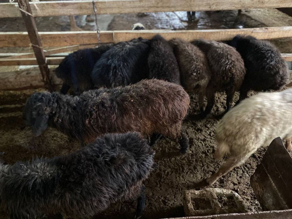 Bugʻoz qoʻy va qoʻchqorlar sotiladi