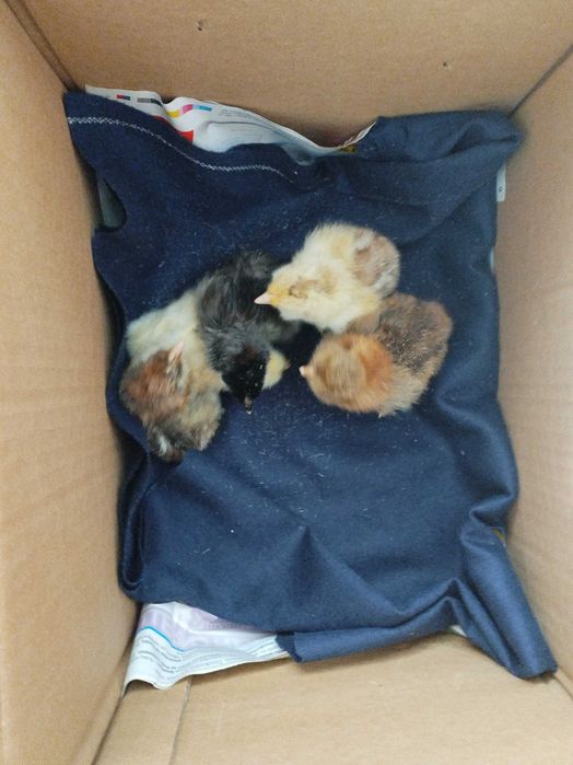 Продавам пилета на различна възраст