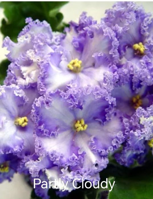 Продам свежесрезанный лист фиалок- 200тг. Цветущие фиалки- 1500тг.