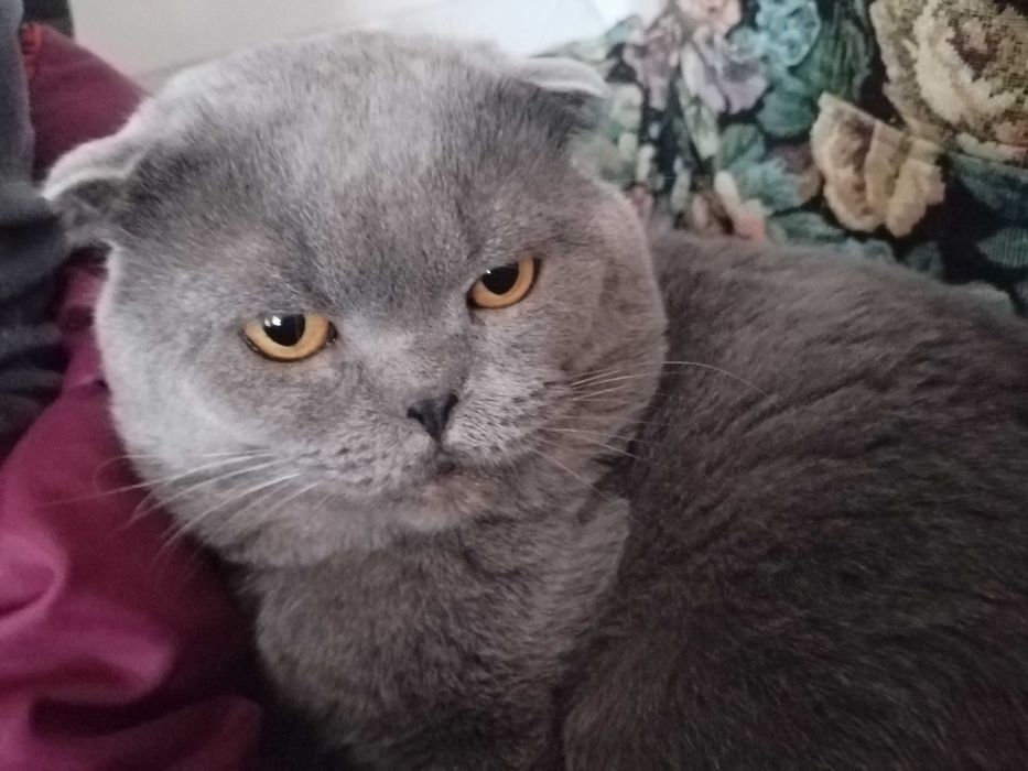 Кот Филипп, на вязку,