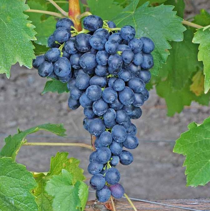 Продам Дачу С/О Борки.