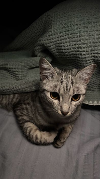 Отдам кошку в добрые руки