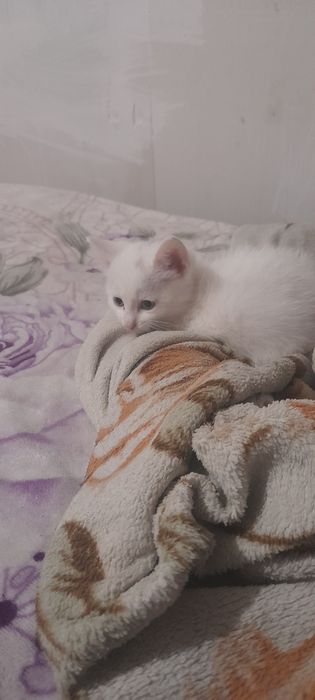 Отдам котят в добрые руки девочки
