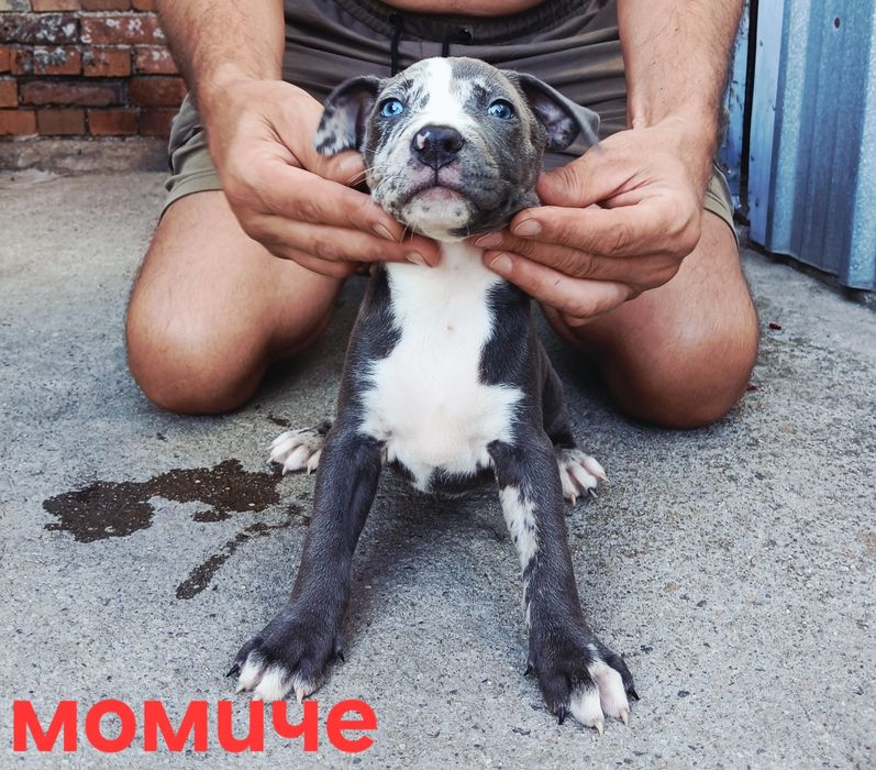 Pitbul-Питбул-Pitbul