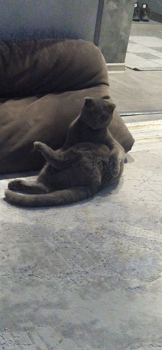 Отдам кота в добрые руки