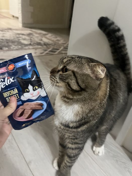 Отдам даром кота