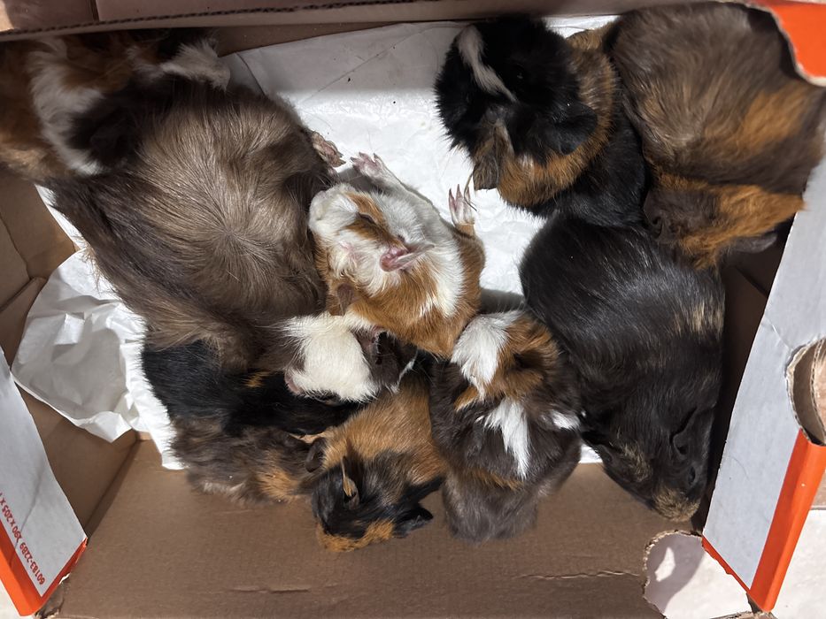 Porcusori de guineea