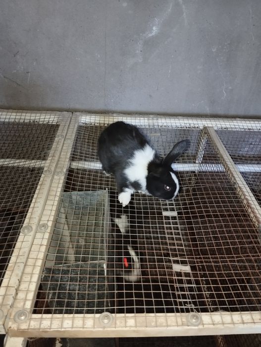 Сотилади куенлар отаси хикол бир ойлик