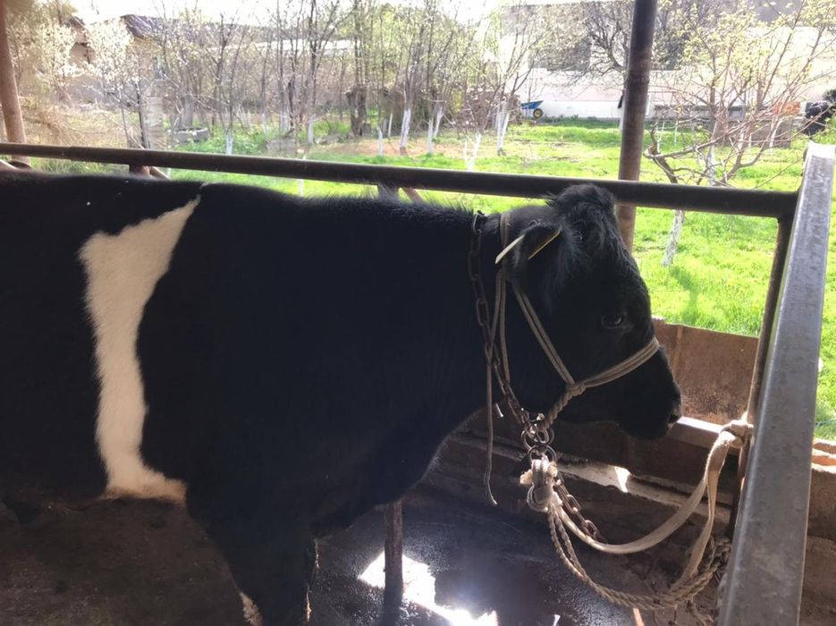 Бука  продаётся срочно