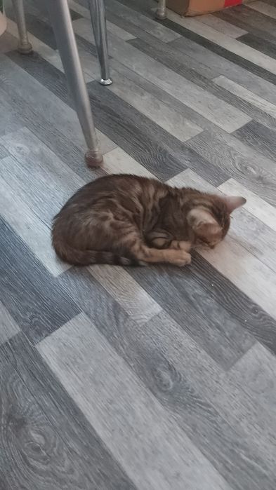 Котёнок бенгальский девочка