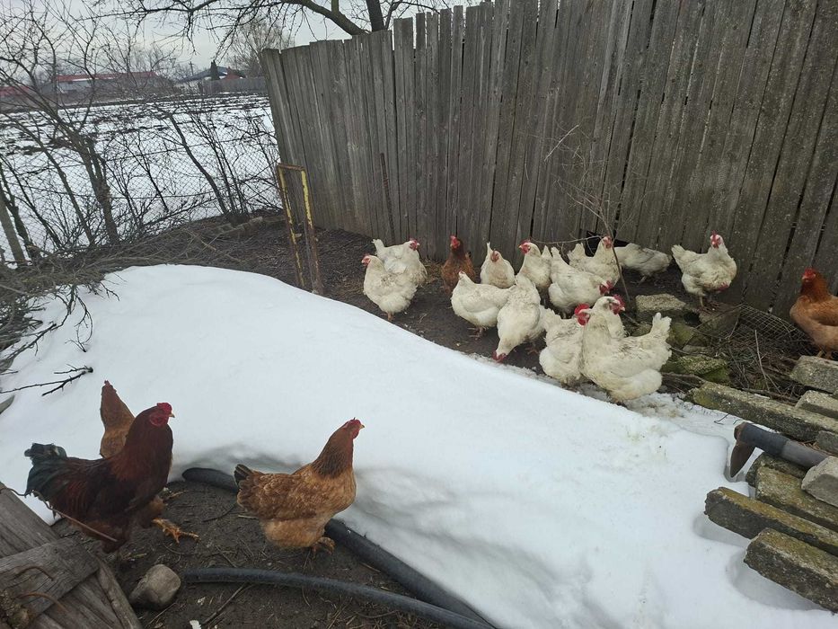 Gaini crescute ecologic vii sau taiate la cerere