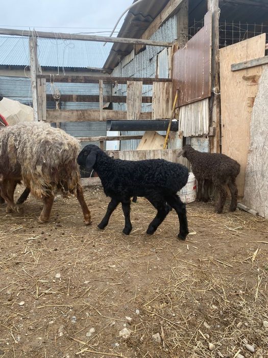 Қозылы қойлар 6 бас