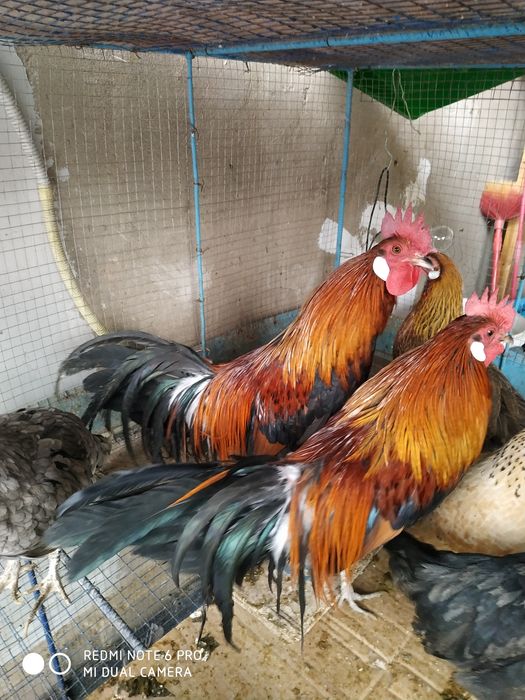 Feniks ФЕНИКС товуклар СОТИЛАДИ