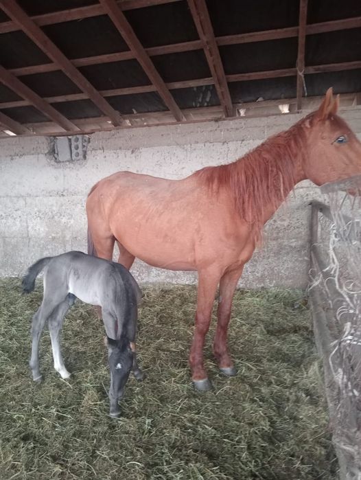 Құлынды бие сатылады