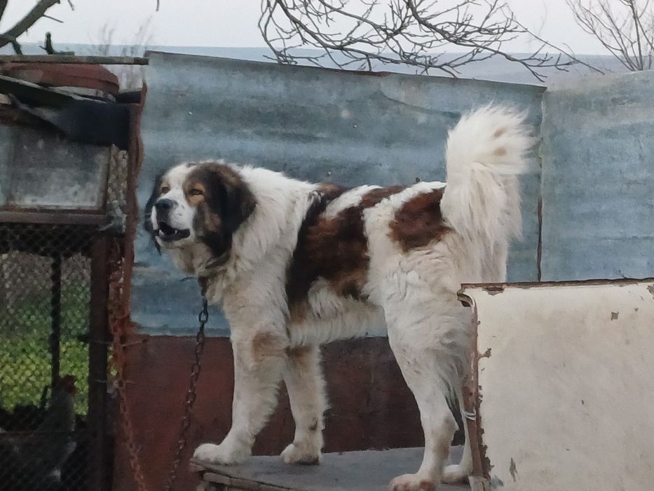 Каракачанки мъжко и женско