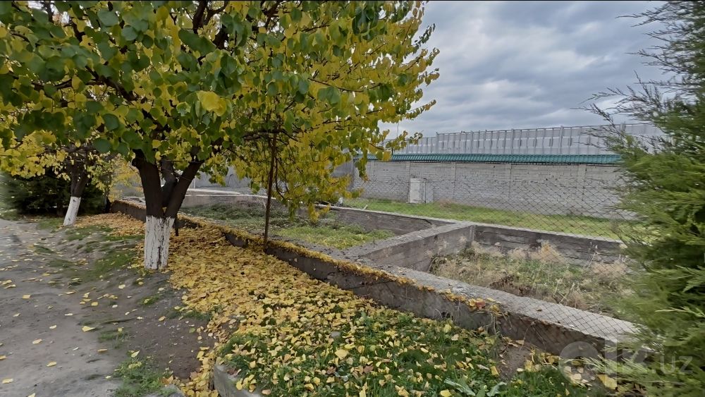 Dormon Archa kocha