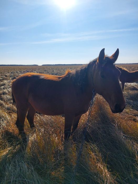 Продам жеребца 2.5 года 700000
