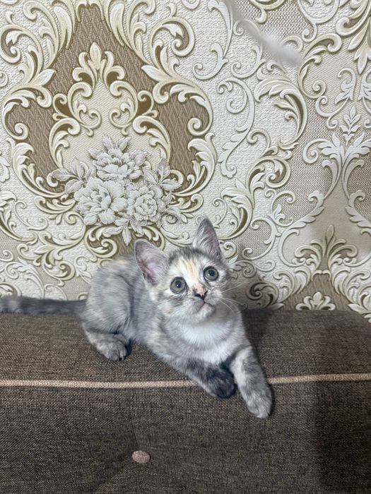 Котята  игривые в добрые руки