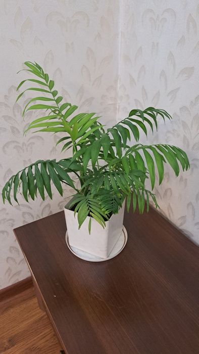 Цветы комнатные разные