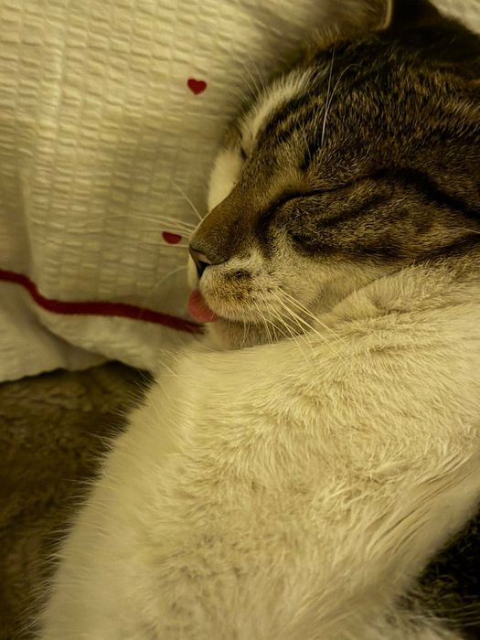 Отдам кота в хорошие руки